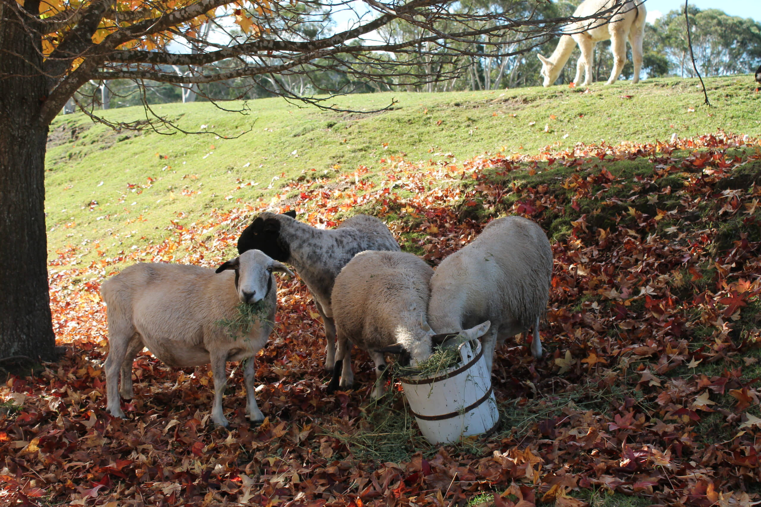 Sheep enjoying the peaceful country grounds at Berrima Retreat