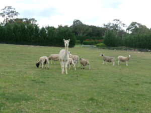 alpacas and sheeps