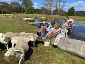 Berrima Retreat_Sheep_Alpaca_016