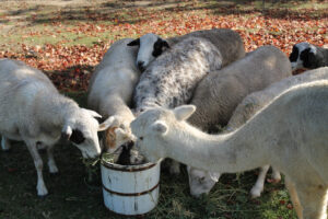 Sheep and Alpaca in the Farm