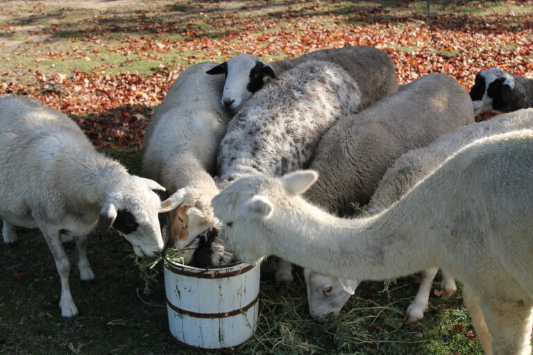 Sheep and Alpaca in the Farm