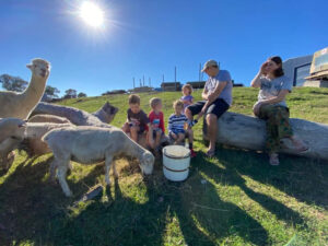 Sheep and Alpaca
