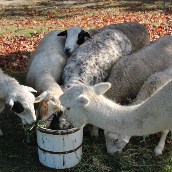 Sheep and Alpaca