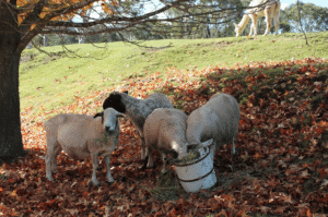 Sheep and Alpaca