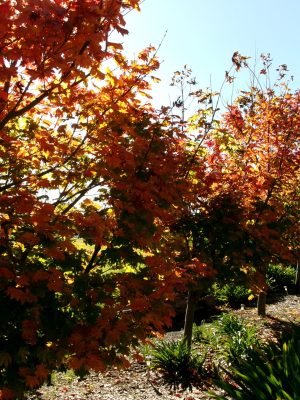 Maple Trees